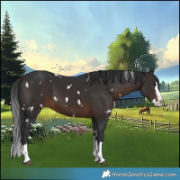 Horse Color:White Spotted Brown Splash
