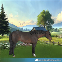 Horse Color:Brown Rabicano 