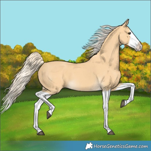 Horse Color:Palomino Splash 