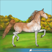 Horse Color:White Spotted Chestnut