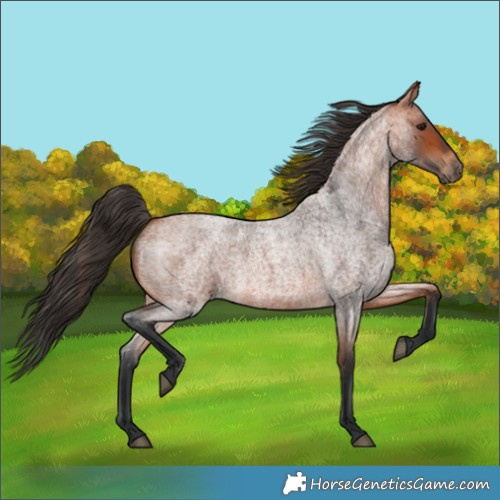 Horse Color:Bay Roan 