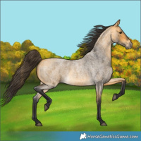 Horse Color:Buckskin Roan 
