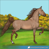 Horse Color:Red Dun