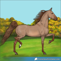 Horse Color:Red Dun 