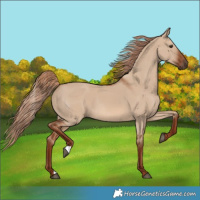 Horse Color:Red Dun 
