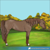 Horse Color:Liver Red Dun Rabicano 