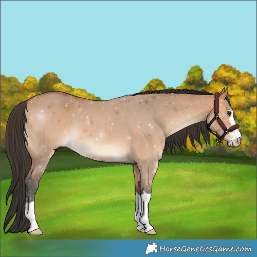 Horse Color:Bay Dun 