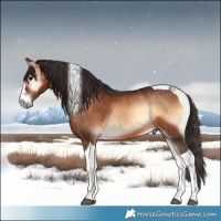 Horse Color:Bay Onyx Tobiano 