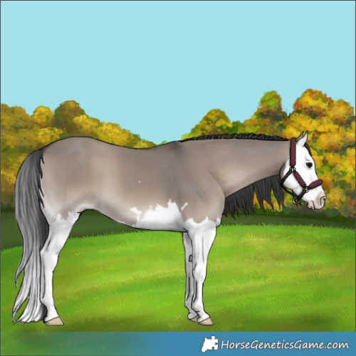 Horse Color:Grullo Onyx Splash 