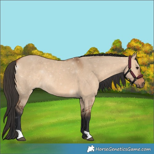 Horse Color:Bay Dun 