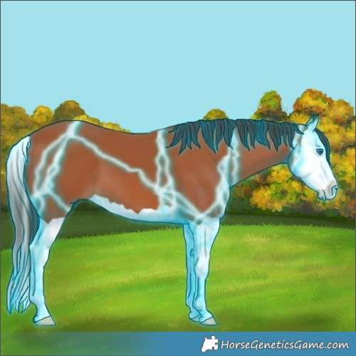 Horse Color:Thunderstruck Bay Splash 