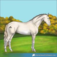 Horse Color:Buckskin Pearl Splash Frame 
