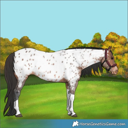 Horse Color:Bay Tobiano Appaloosa 