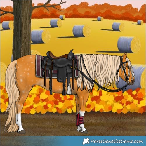 Horse Color:Gray Palomino Tobiano 