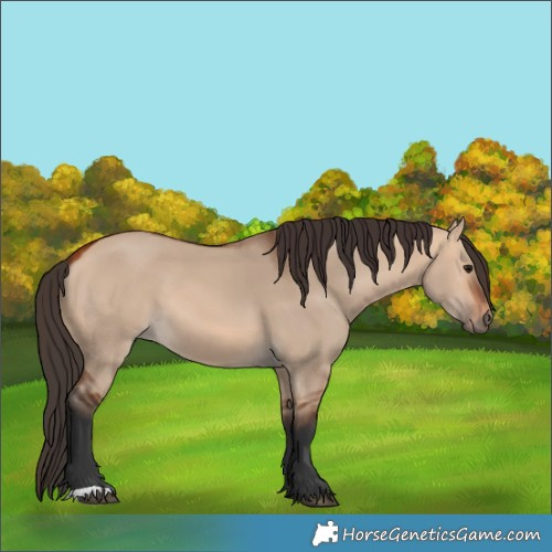 Horse Color:Bay Dun 