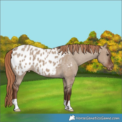 Horse Color:Liver Red Dun Appaloosa 