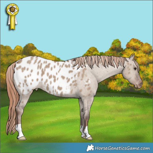 Horse Color:Liver Red Dun Appaloosa 
