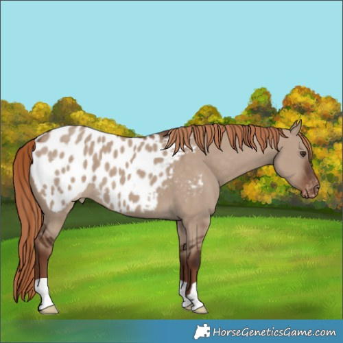 Horse Color:Liver Red Dun Appaloosa