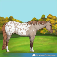 Horse Color:Liver Red Dun Appaloosa 