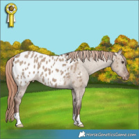 Horse Color:Liver Red Dun Appaloosa 
