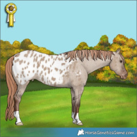 Horse Color:Liver Red Dun Appaloosa 