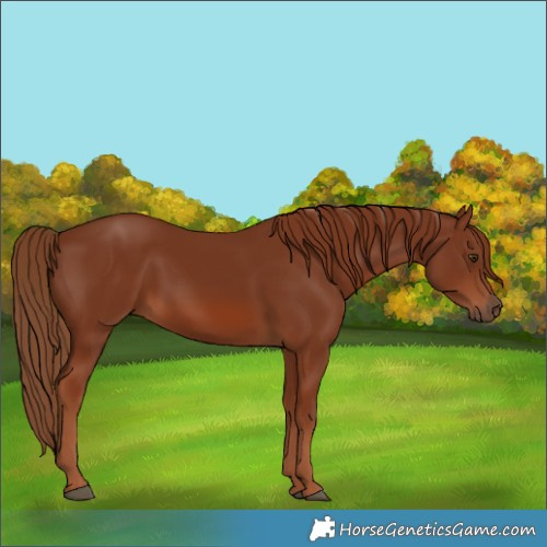 Horse Color:Chestnut 