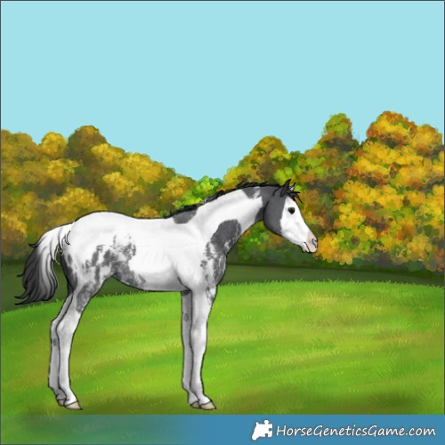 Horse Color:Black Sabino Splash Tobiano Blanket Rabicano 