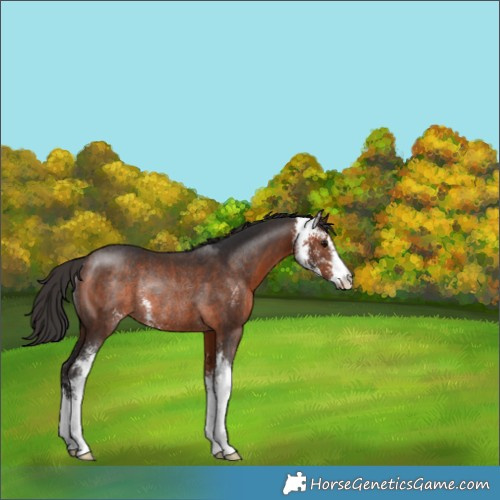 Horse Color:Bay Sabino Rabicano 