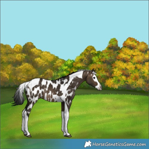 Horse Color:Gray Brown Dun Splash Tobiano Near Leopard Rabicano 