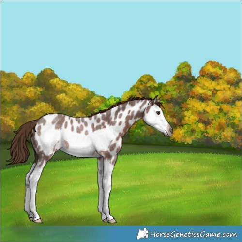 Horse Color:Gray Red Roan Splash Frame Near Leopard Rabicano 