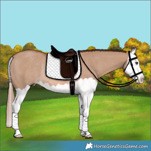 Horse Color:Red Dun Splash Rabicano 