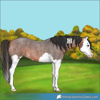 Horse Color:Bay Roan Splash 