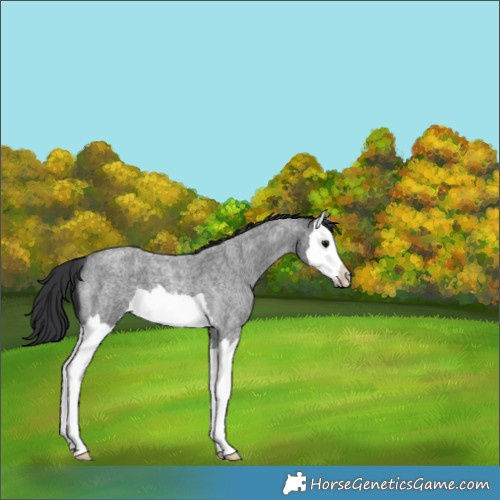 Horse Color:Blue Roan Splash 