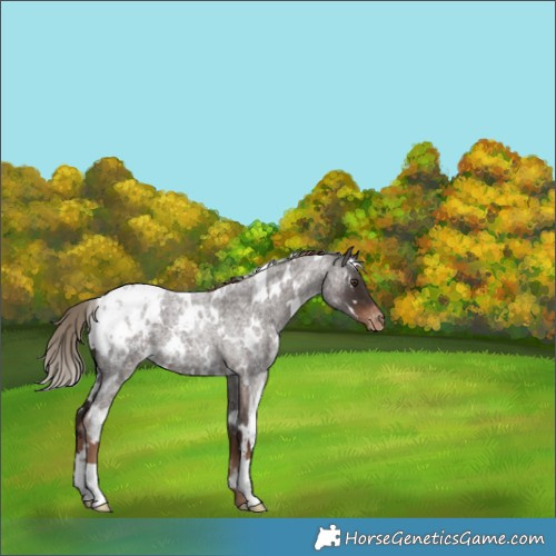 Horse Color:White Spotted Liver Red Roan Blanket 