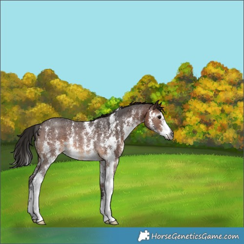Horse Color:Gray Bay Sabino Rabicano 