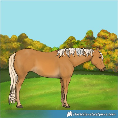 Horse Color:Palomino 