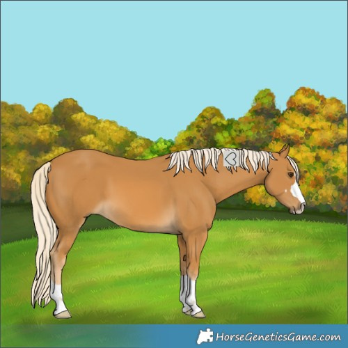 Horse Color:Palomino 