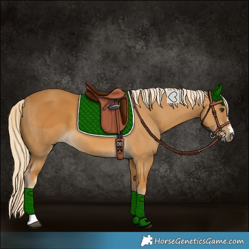 Horse Color:Palomino 