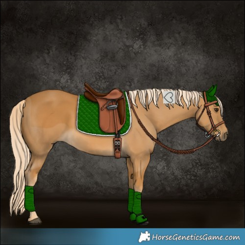 Horse Color:Palomino 