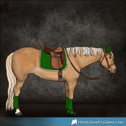 Horse Color:Palomino 