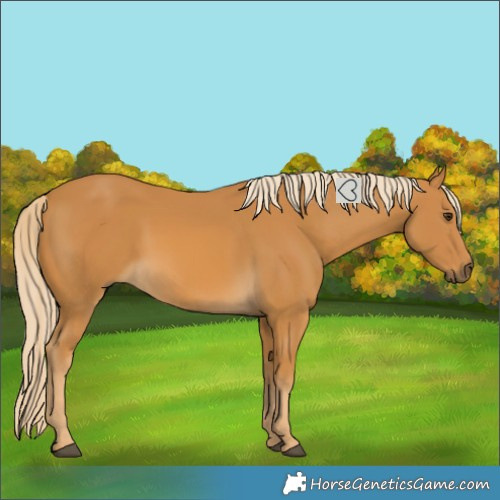 Horse Color:Palomino 