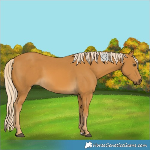 Horse Color:Palomino 