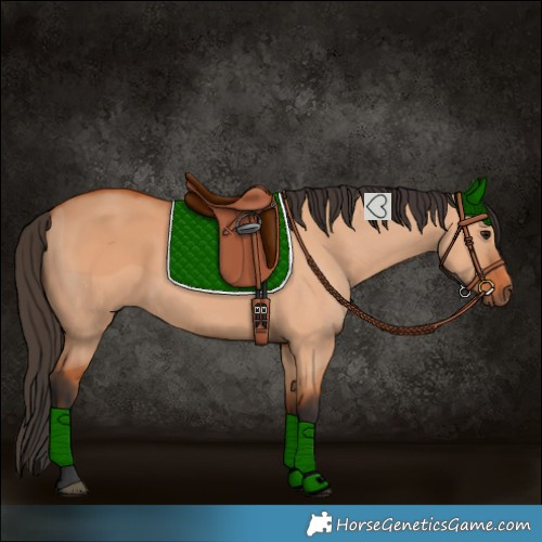 Horse Color:Bay Dun 