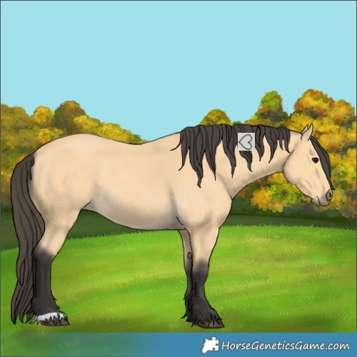 Horse Color:Buckskin 