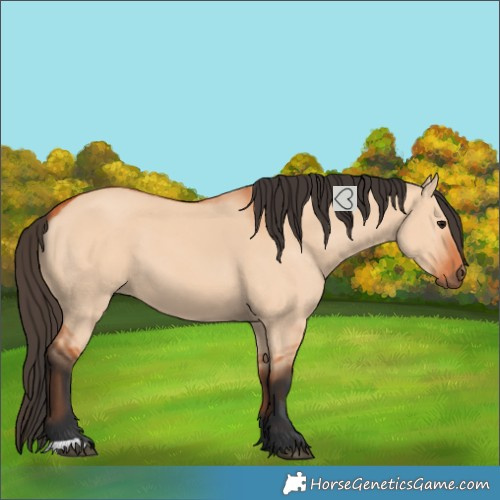 Horse Color:Bay Dun 