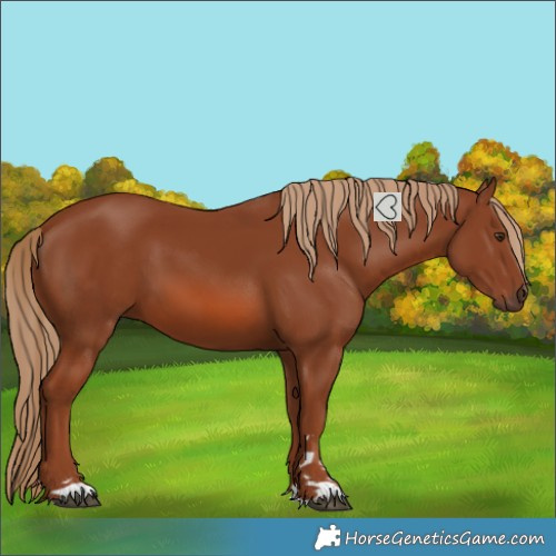Horse Color:Chestnut 