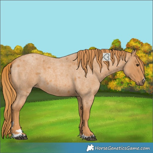 Horse Color:Red Roan 