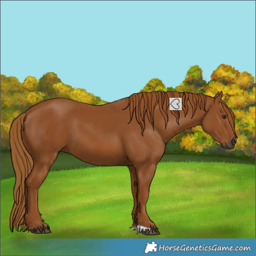 Horse Color:Gray Chestnut 