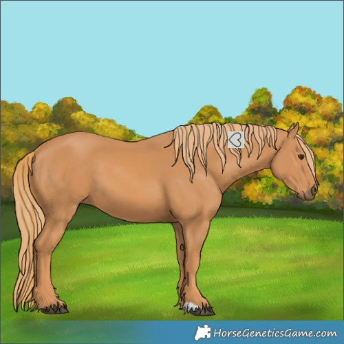 Horse Color:Chestnut 
