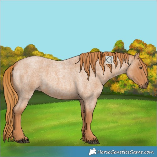 Horse Color:Red Roan 